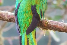 Observación de Quetzales