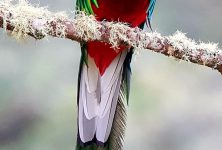 Observación de Quetzales